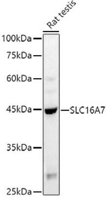 Western Blot: MCT2 AntibodyAzide and BSA Free [NBP3-02988]